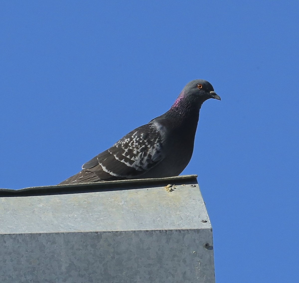 Rock Pigeon (Feral Pigeon) - Charles Lyon