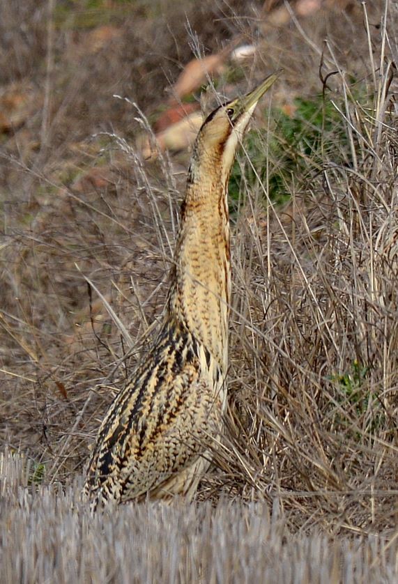 Great Bittern - SEO Caceres
