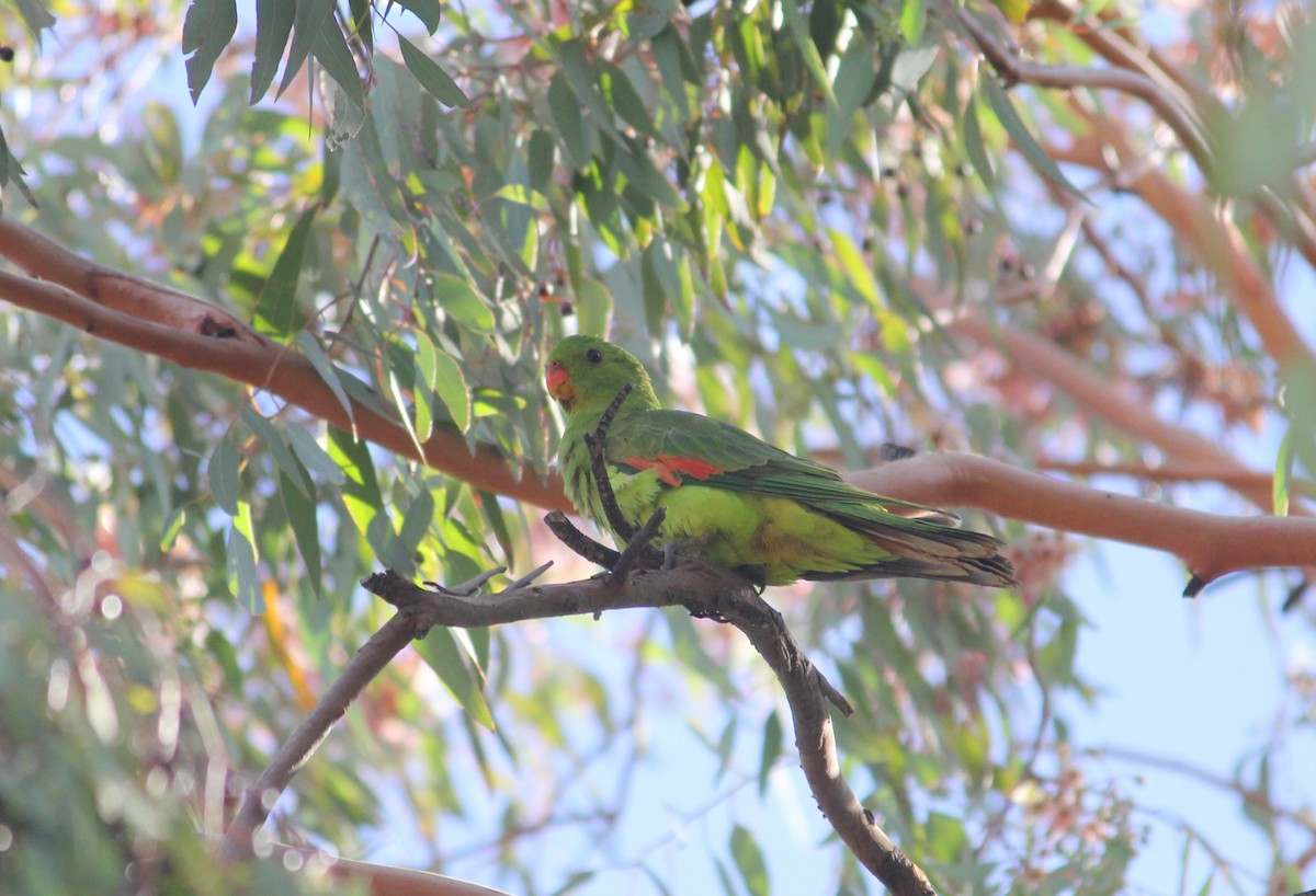 Red-winged Parrot - Philip Peel