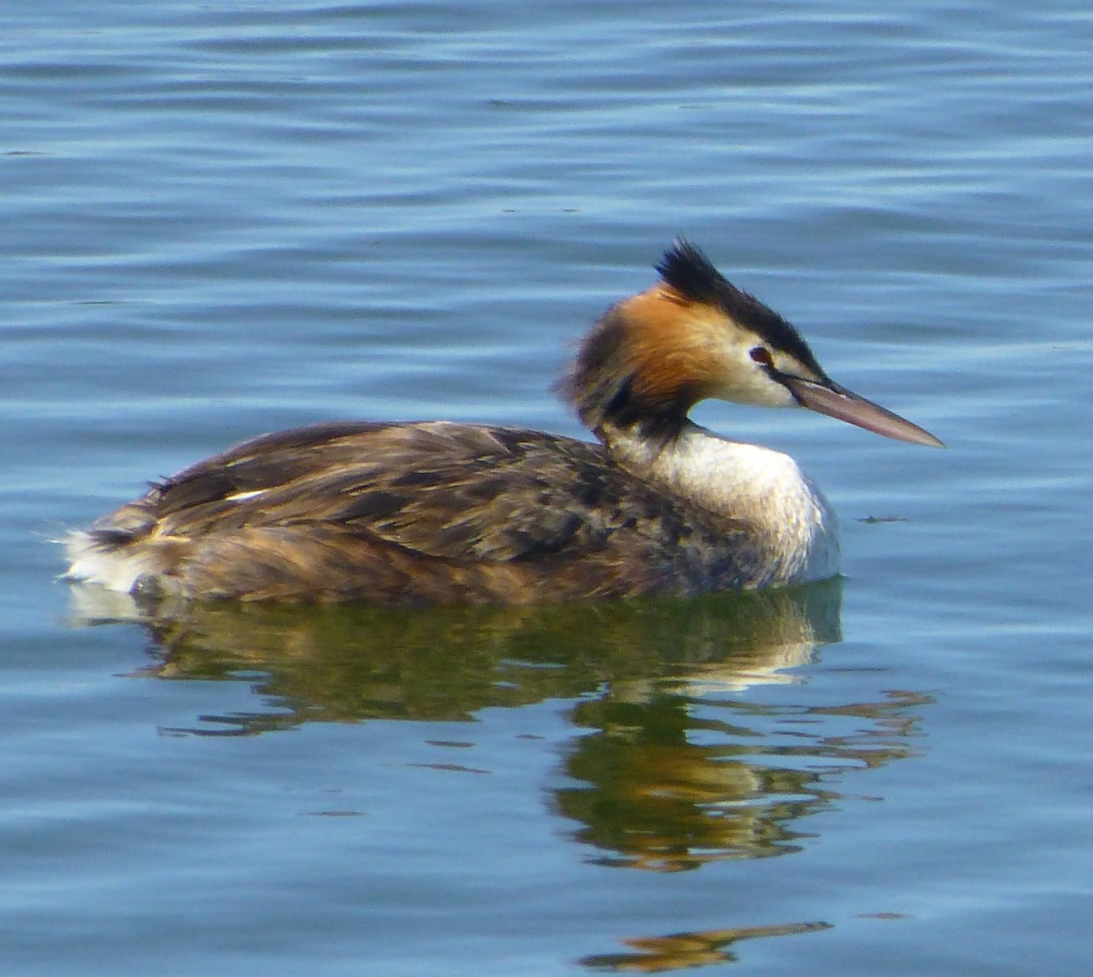 Great Crested Grebe - Shelley Altman