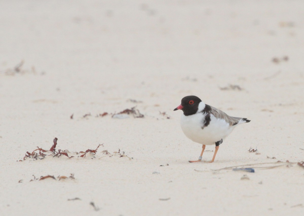 Hooded Plover - Corey Callaghan