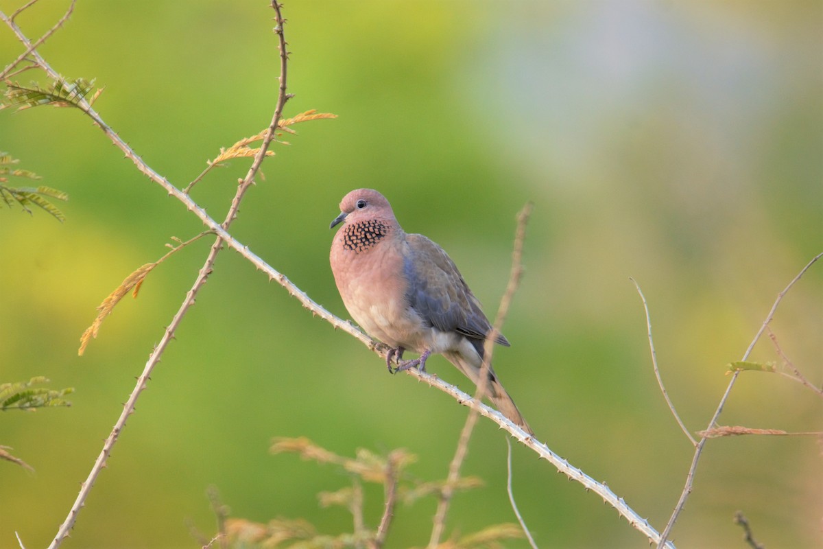 Spotted Dove - ML88496681