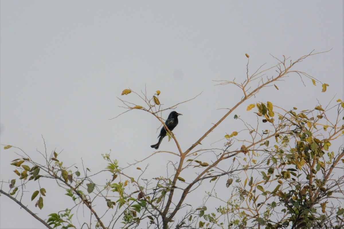 Hair-crested Drongo - ML88496791