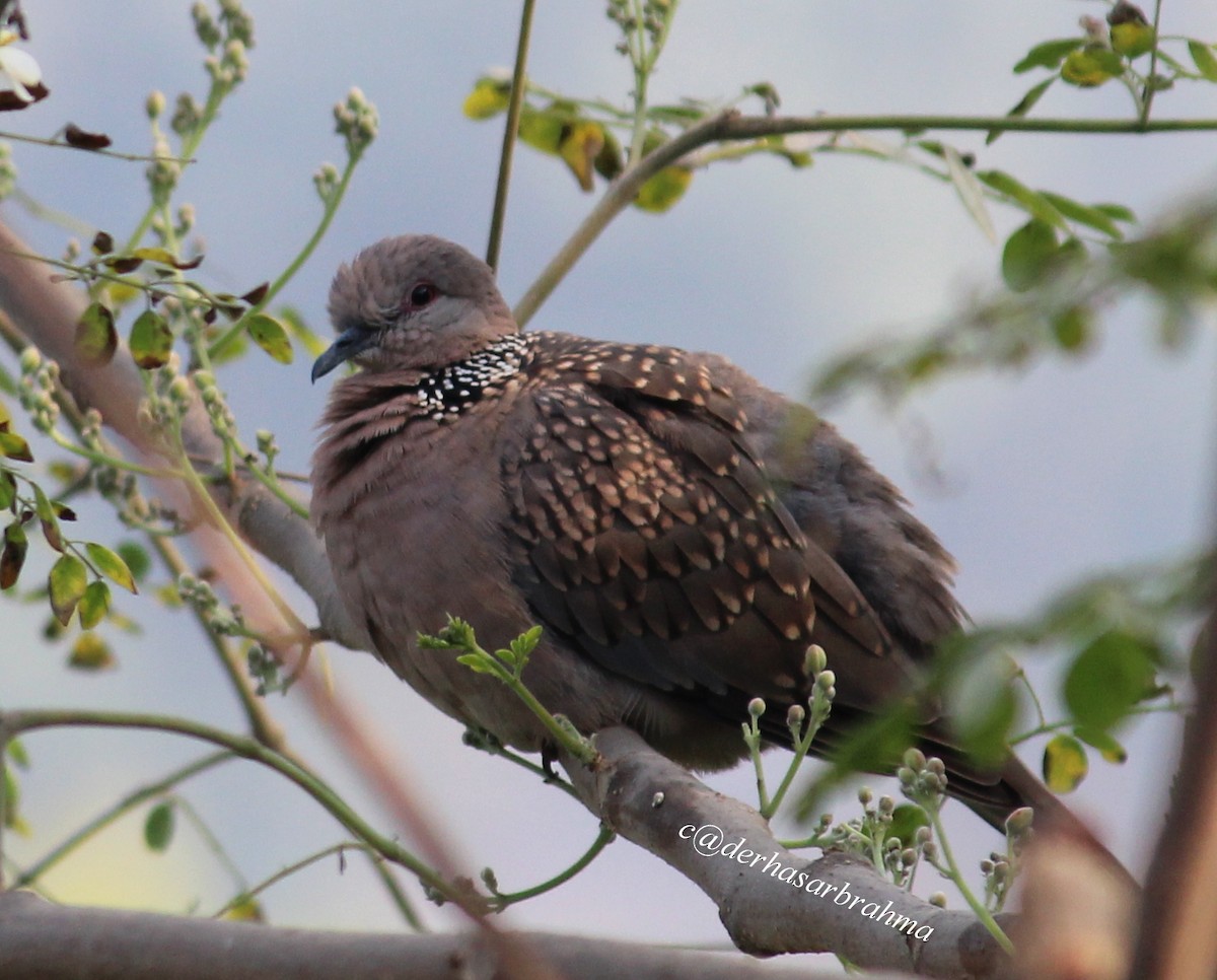 Spotted Dove - ML88496911
