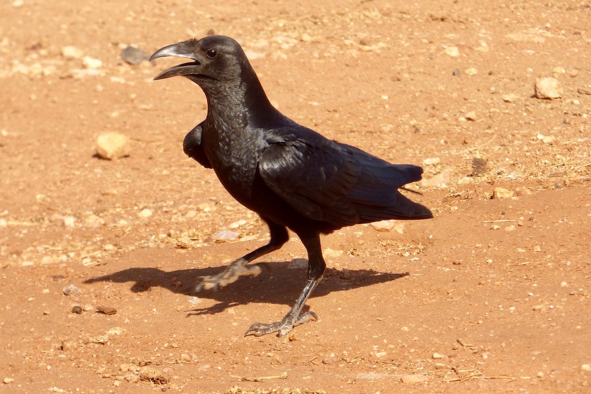 Somali Crow - Frances Oliver