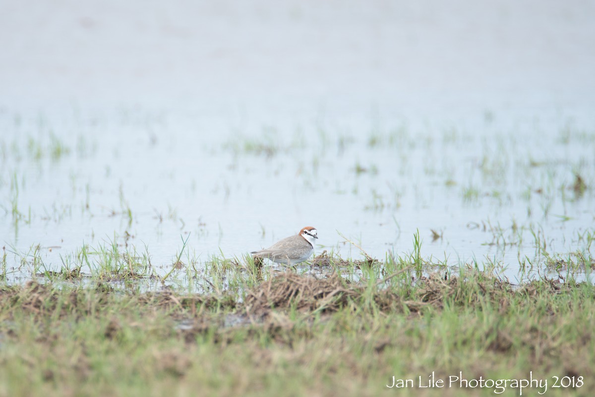 Red-capped Plover - ML88497791