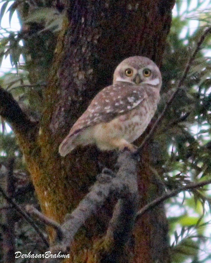 Spotted Owlet - ML88497951