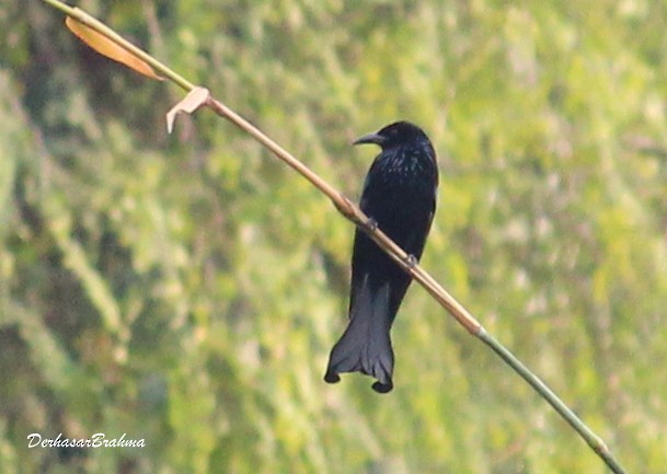 Hair-crested Drongo - ML88498141
