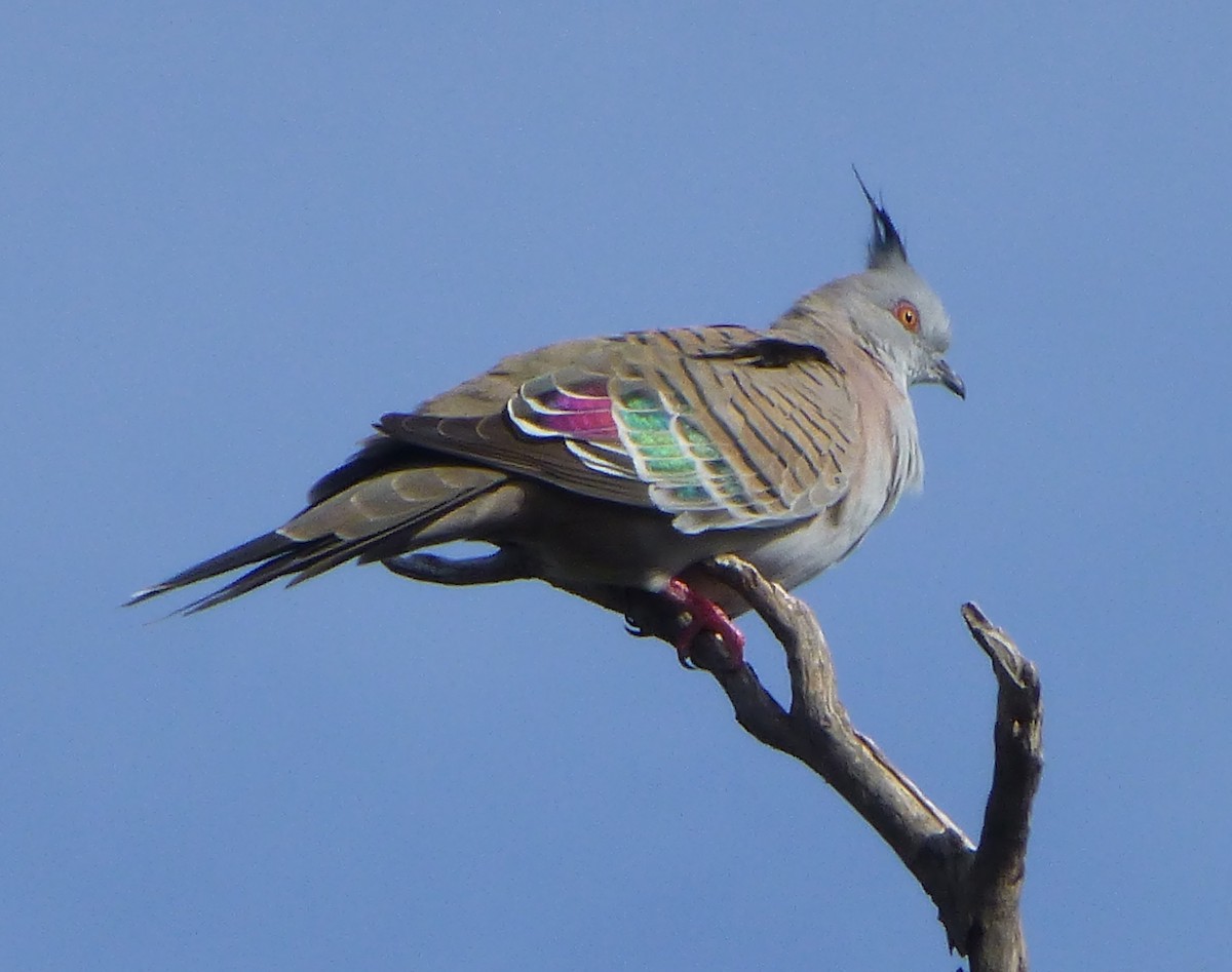 Crested Pigeon - ML88499201