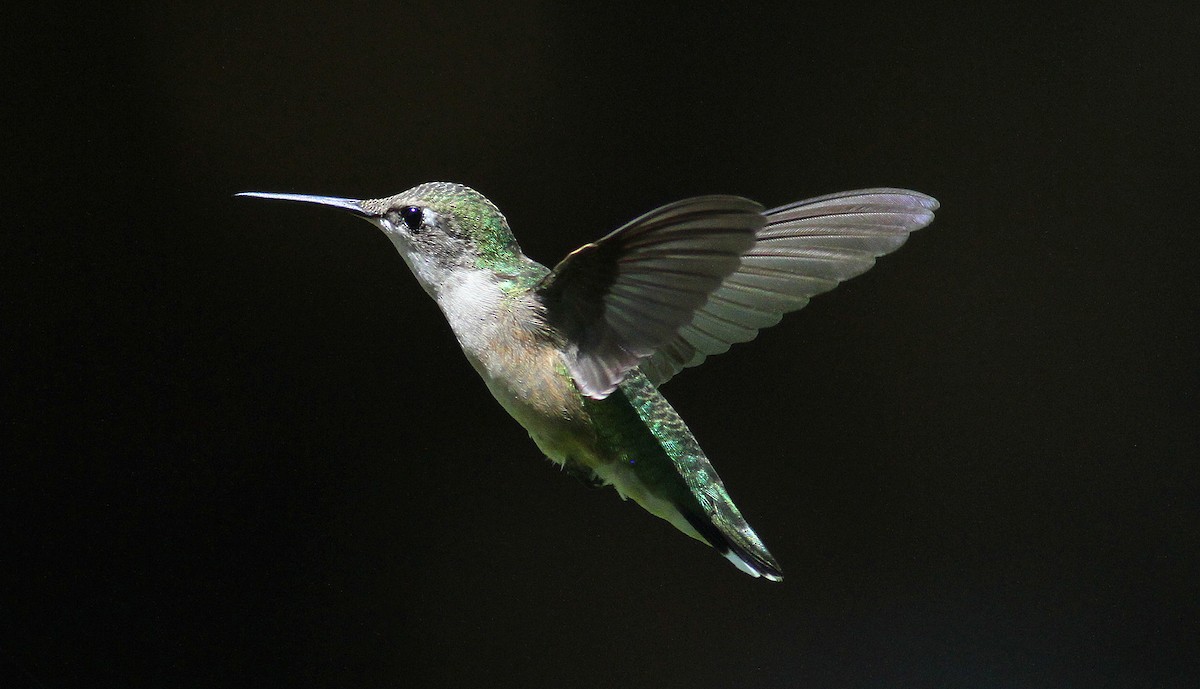 Ruby-throated Hummingbird - Jim Tarolli