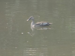 Indian Spot-billed Duck, ML88500481
