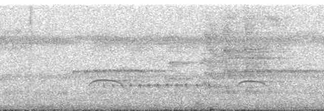 Riesenglanzvogel - ML88501