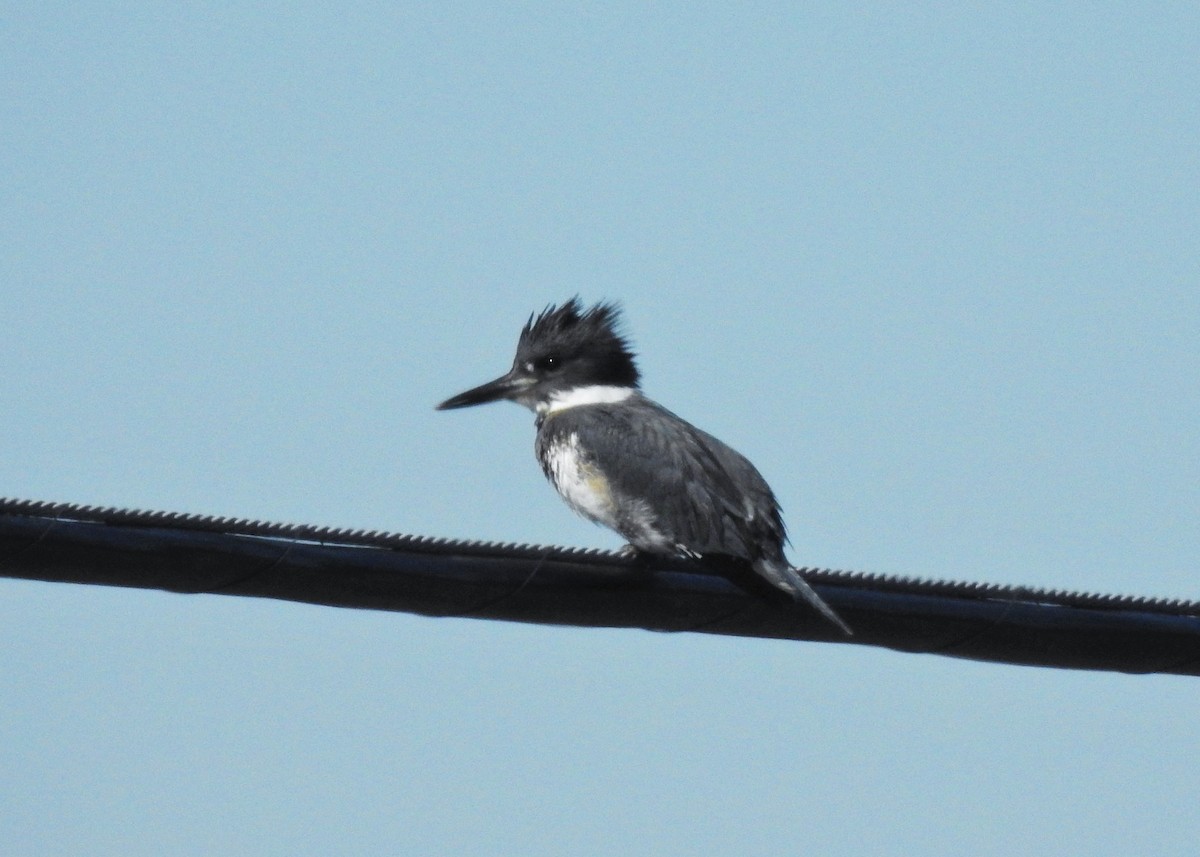 Belted Kingfisher - ML88501911