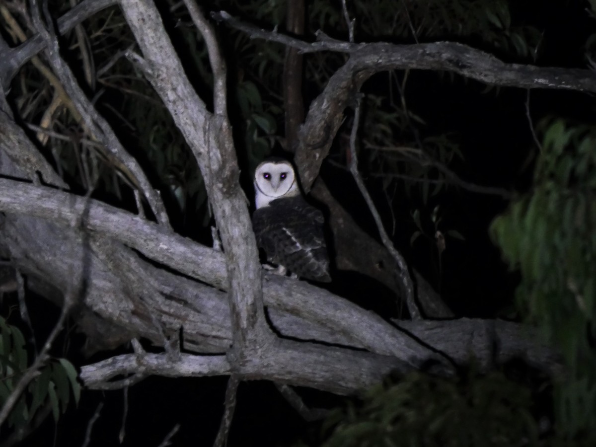 Australian Masked-Owl - Dan Pendavingh