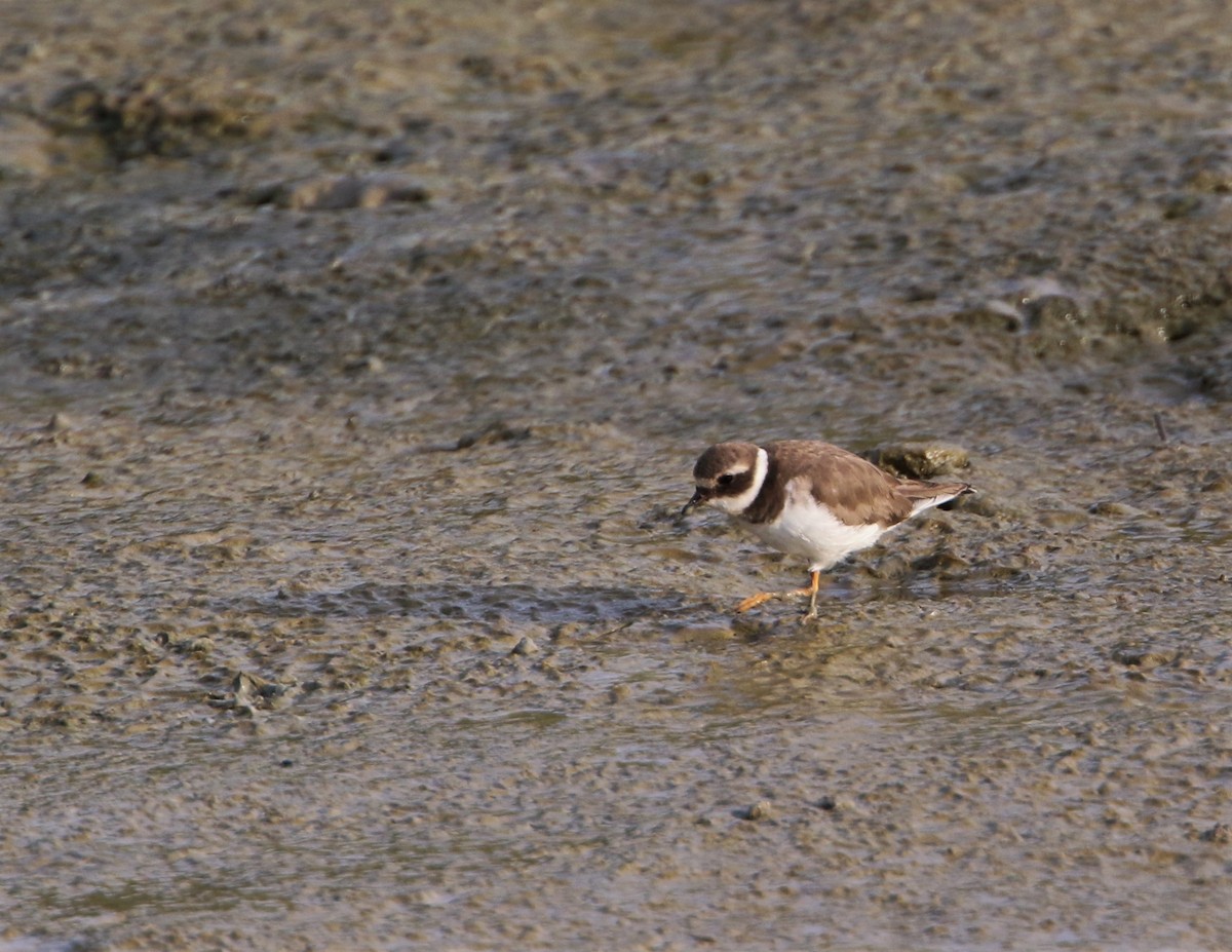 Common Ringed Plover - ML88502611