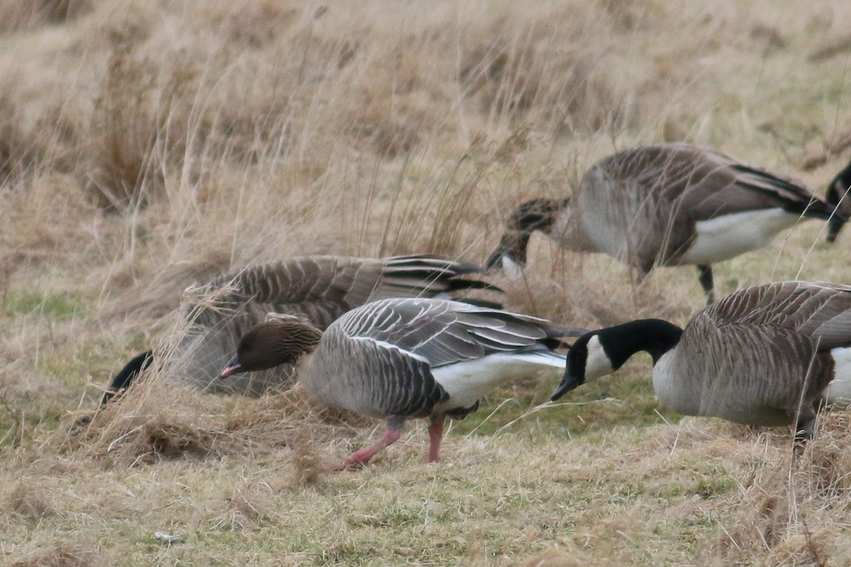 Pink-footed Goose - ML88505611