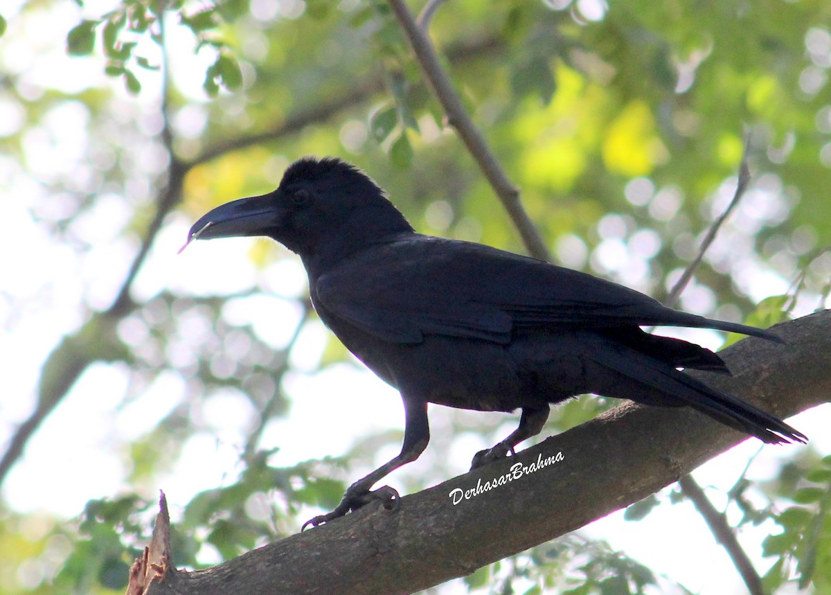 Large-billed Crow (Eastern) - ML88505911