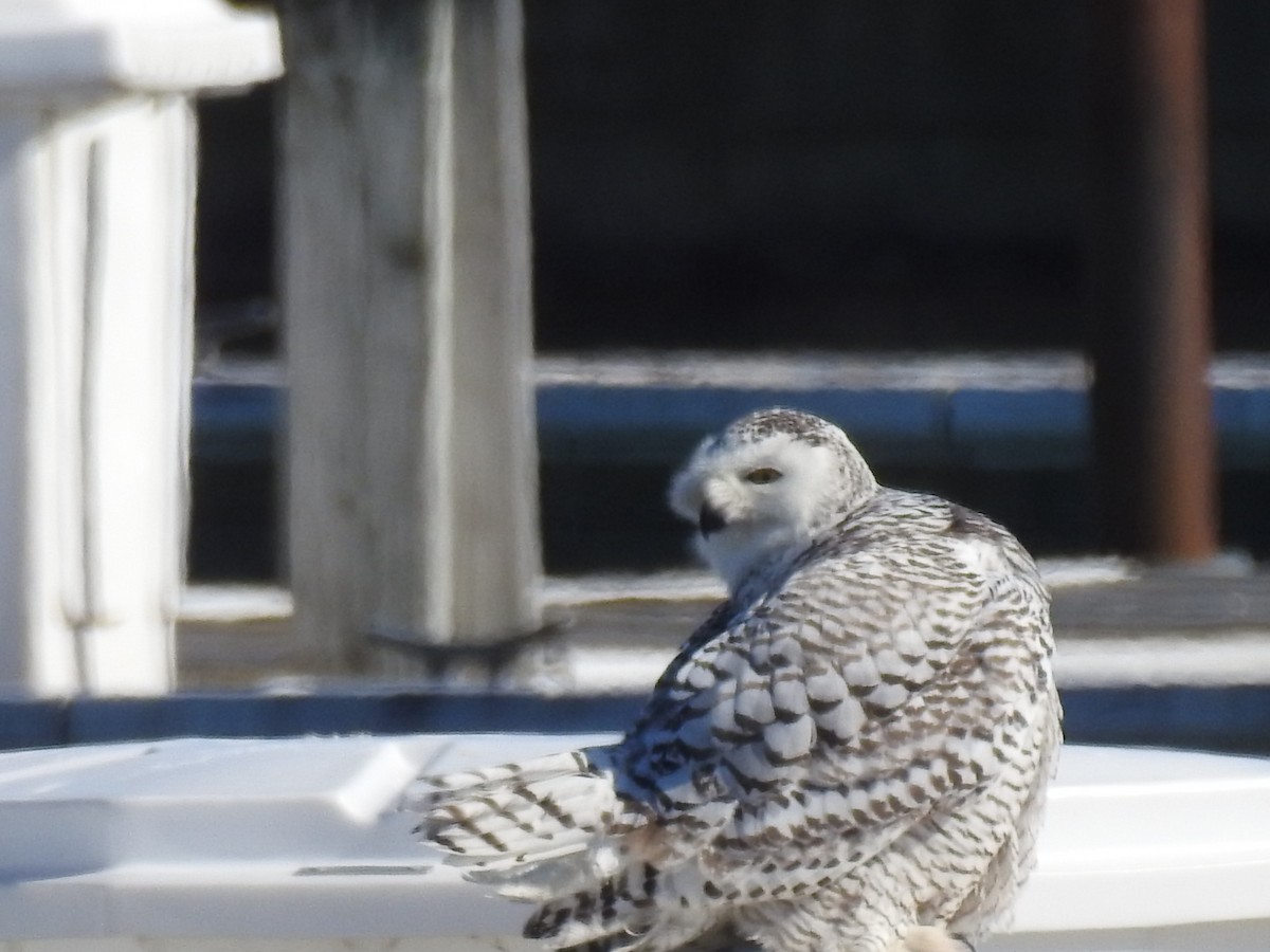 Snowy Owl - ML88508041