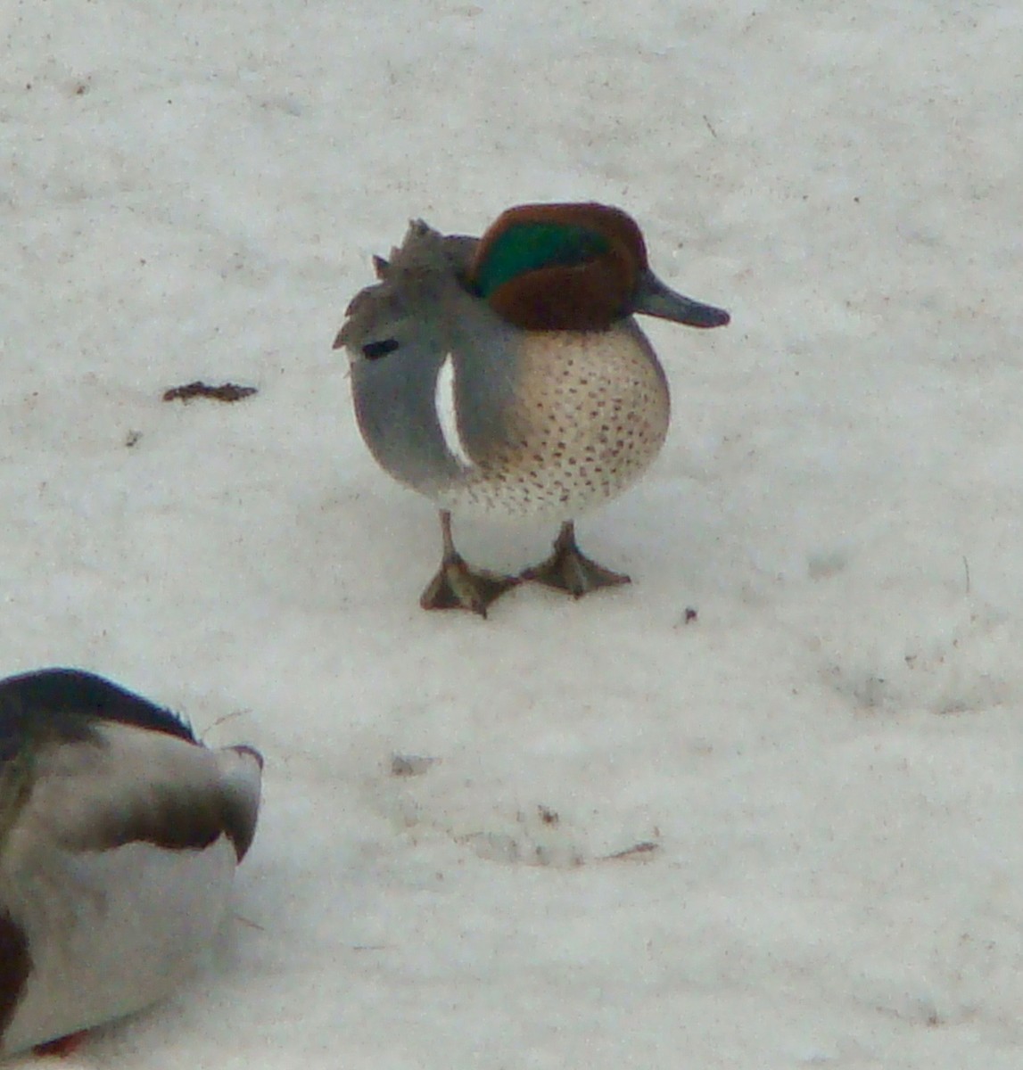 Green-winged Teal - ML88511701
