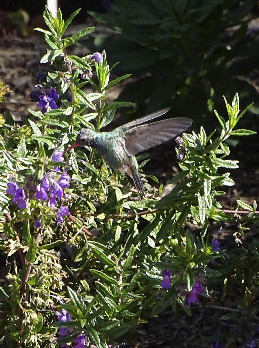 Broad-billed Hummingbird - Nancy Overholtz