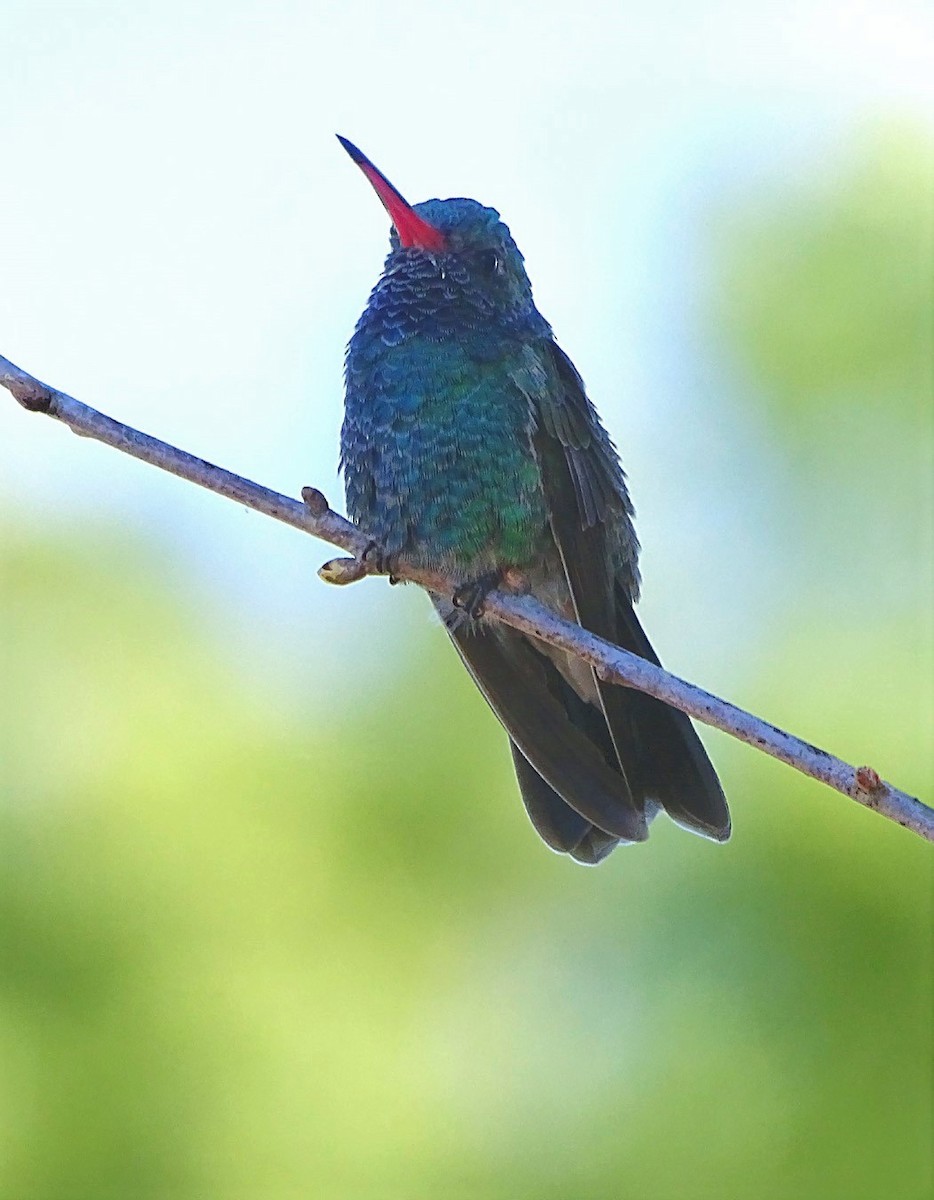 Broad-billed Hummingbird - ML88512831
