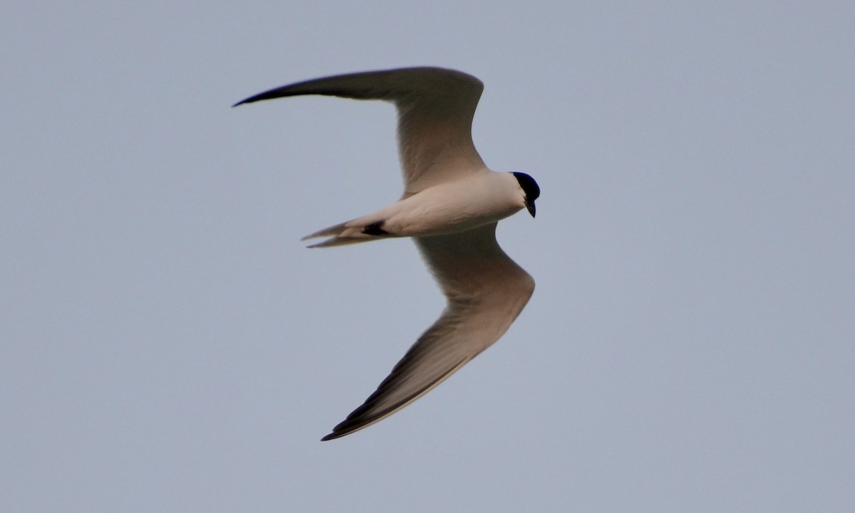 Gull-billed Tern - Timothy Lloyd