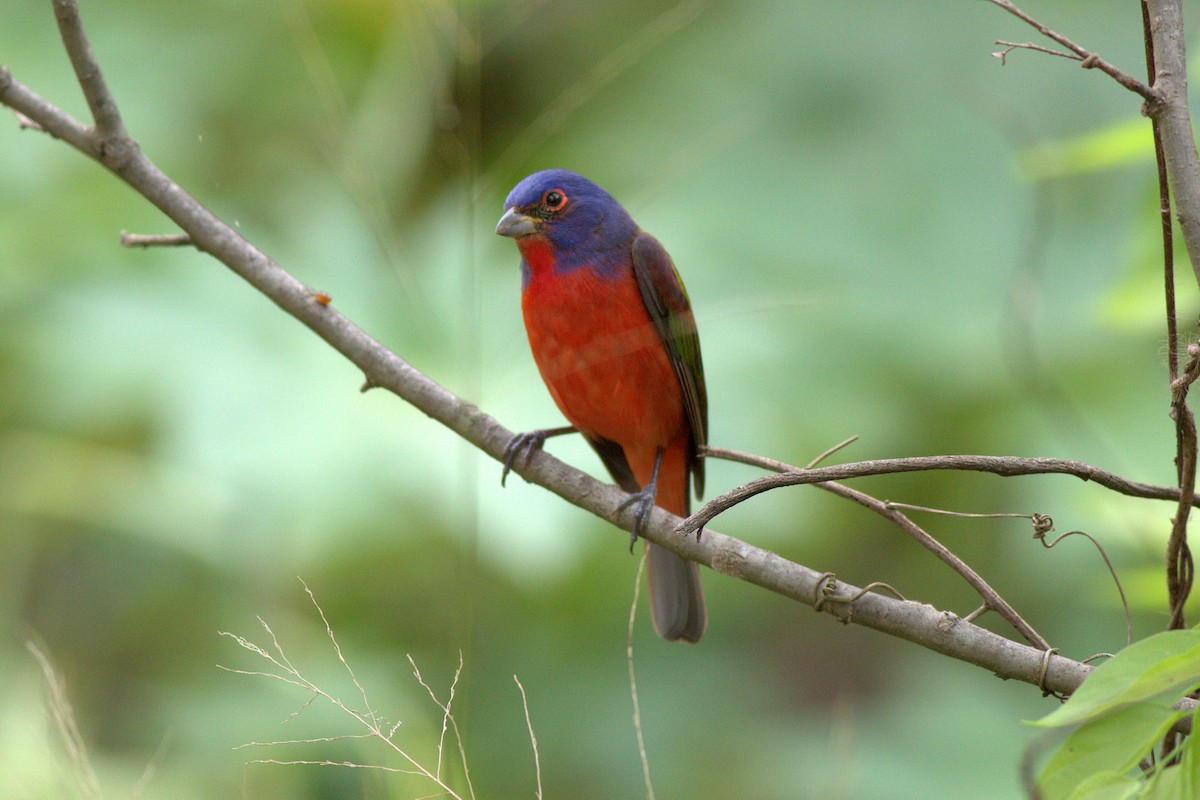 Painted Bunting - Christian Gras