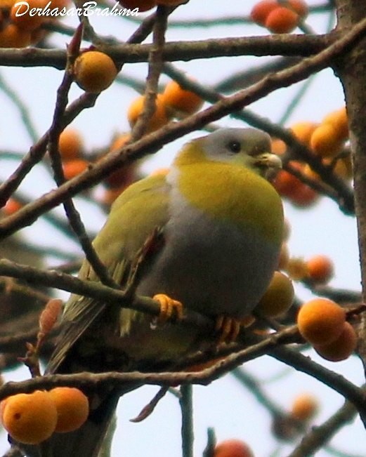 Yellow-footed Green-Pigeon - ML88516011