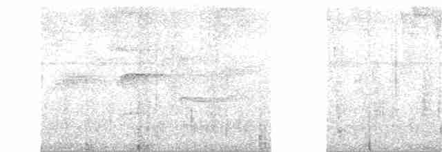 Streifenbrust-Dickichtschlüpfer - ML88517701