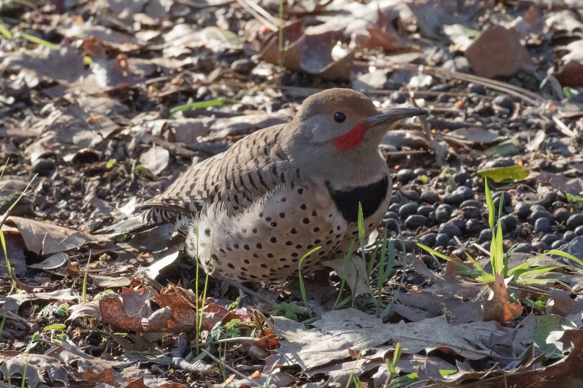 Northern Flicker (Red-shafted) - ML88519801