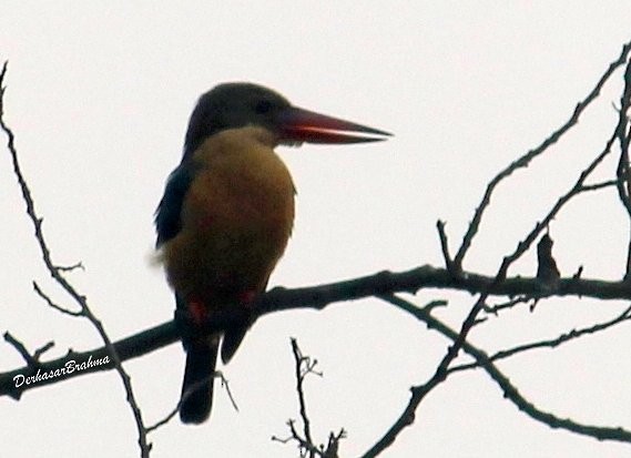 Stork-billed Kingfisher - ML88521331
