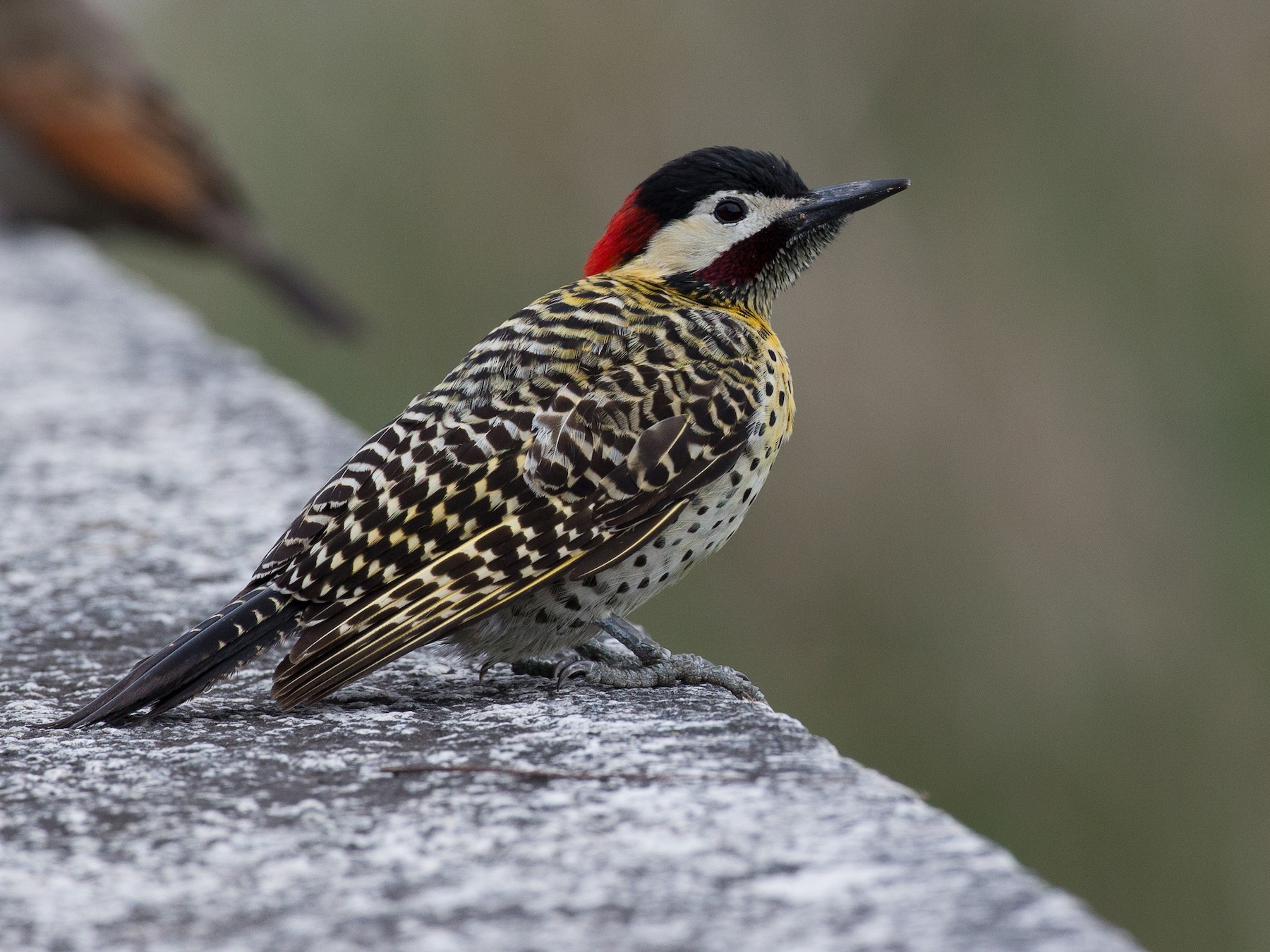 Green-barred Woodpecker - Chris Wood