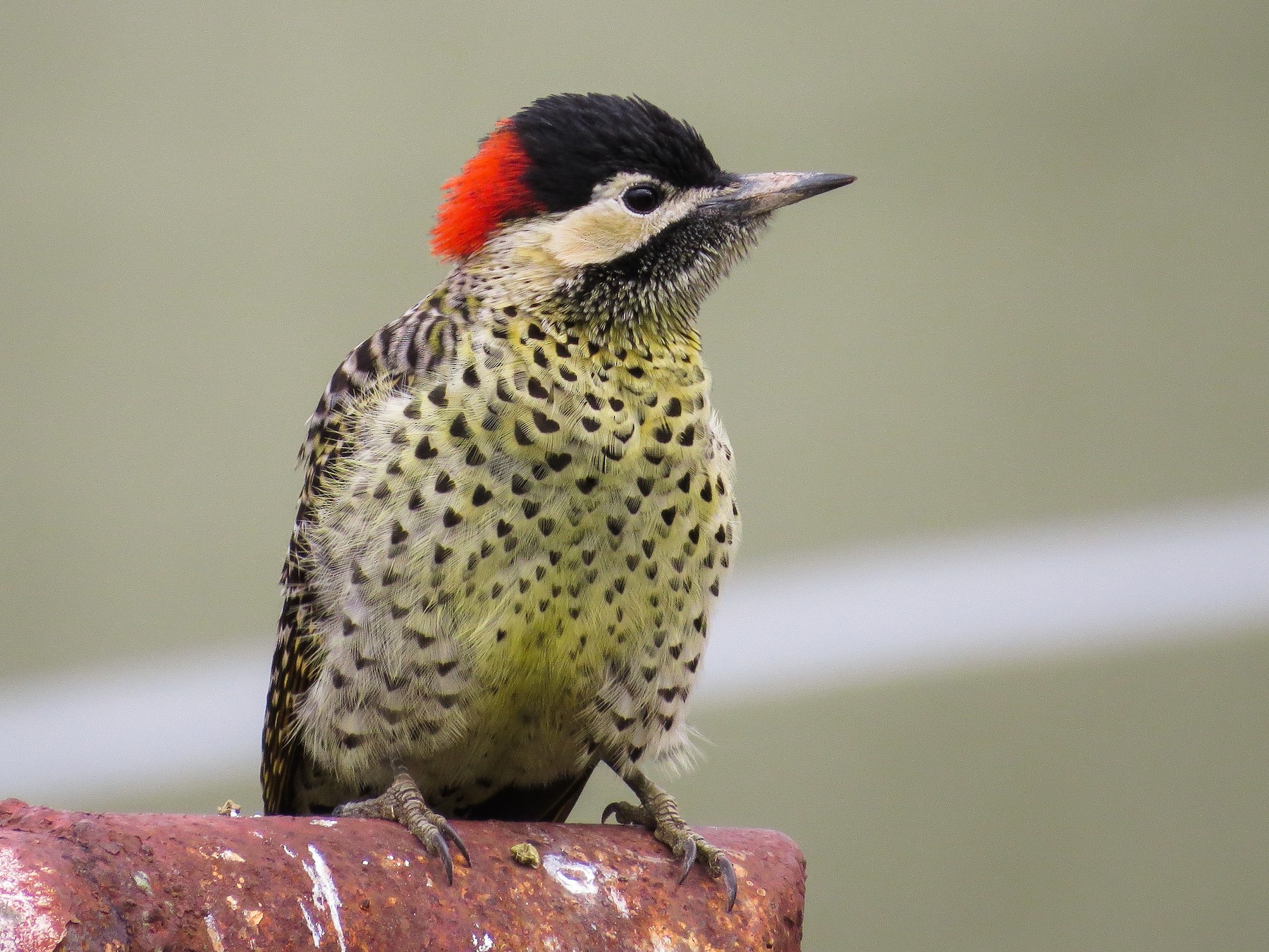 Green-barred Woodpecker - Raphael Kurz -  Aves do Sul