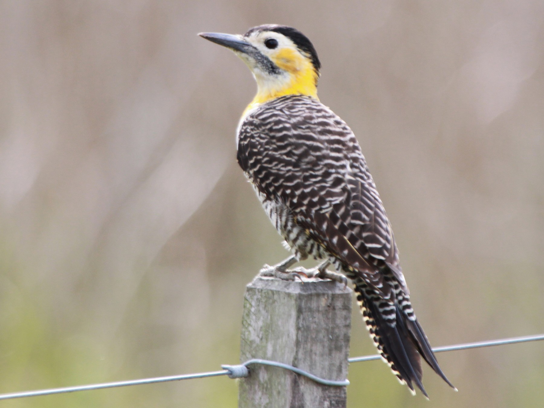 Campo Flicker - Alexander Lees