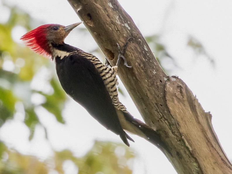 Helmeted Woodpecker - Silvia Faustino Linhares