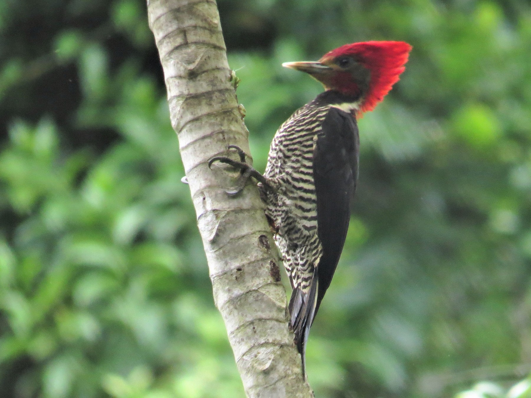 Helmeted Woodpecker eBird