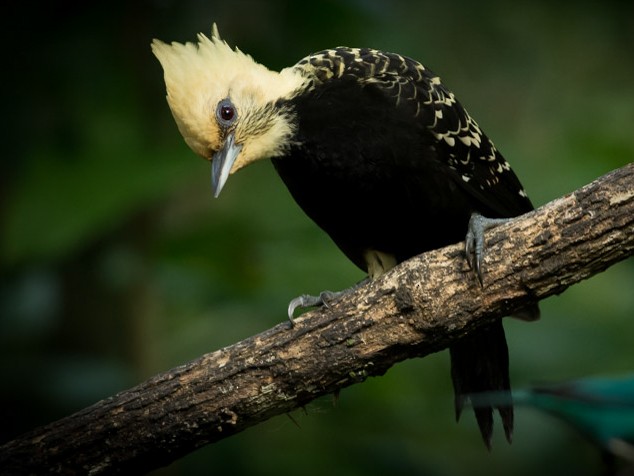 Blond-crested Woodpecker - Nereston Camargo
