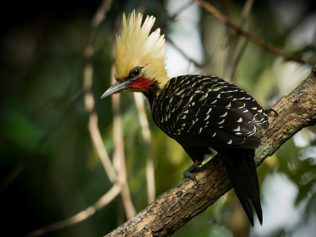 Male (Blond-crested) - Blond-crested Woodpecker - 