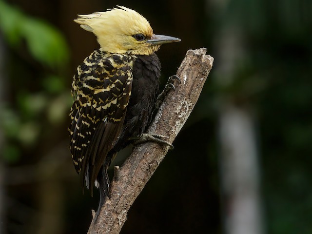 Female (Blond-crested) - Blond-crested Woodpecker - 