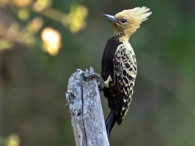 Female (Ochre-backed) - Ochre-backed Woodpecker - 