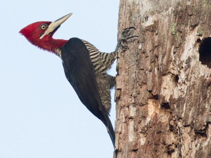 Robust Woodpecker - Norton Santos
