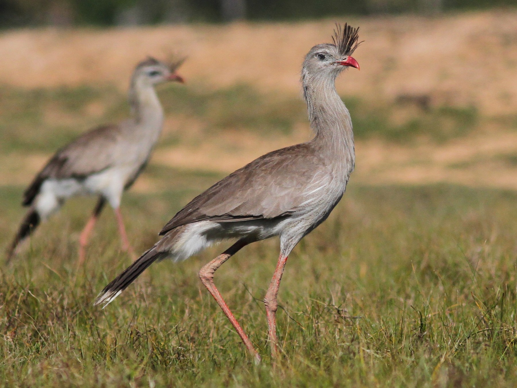 Red-legged Seriema - eBird