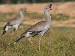  - Red-legged Seriema