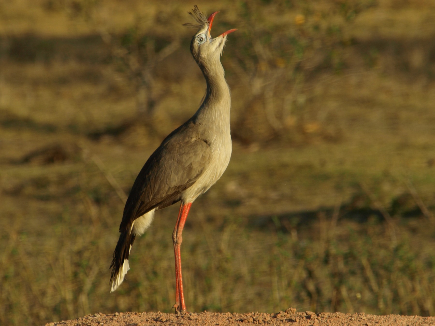 Red-legged Seriema - Tobin Master