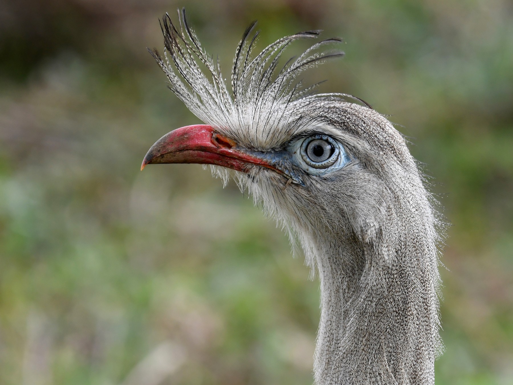 Red-legged Seriema - Brian Henderson