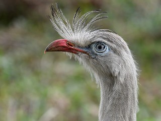  - Red-legged Seriema