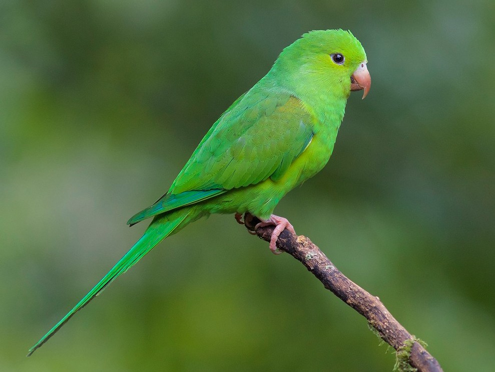 オナガミドリインコ Ebird