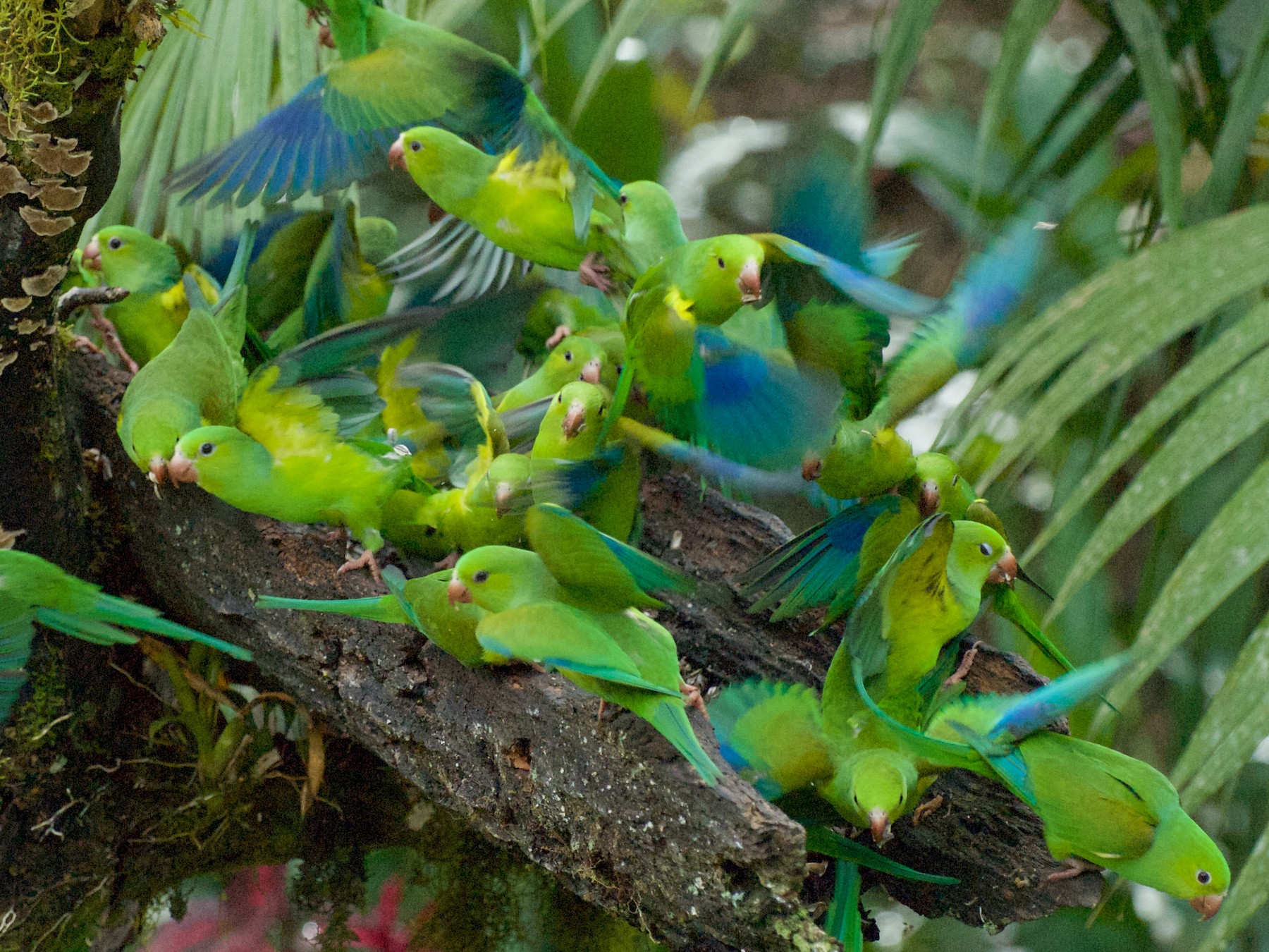 Plain Parakeet - Andreas Kostic