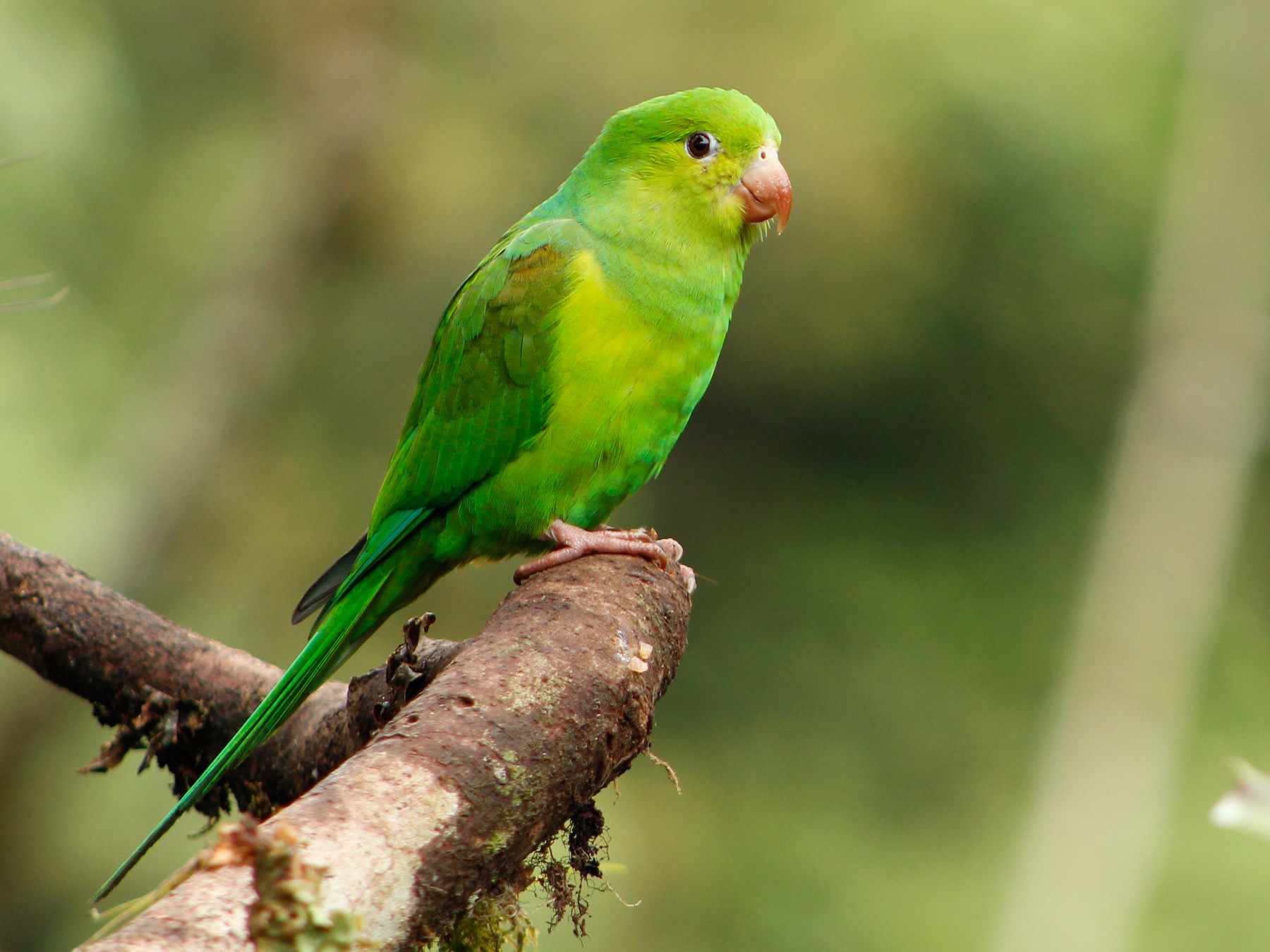 Plain Parakeet - Bruno Arantes de Andrade Bueno