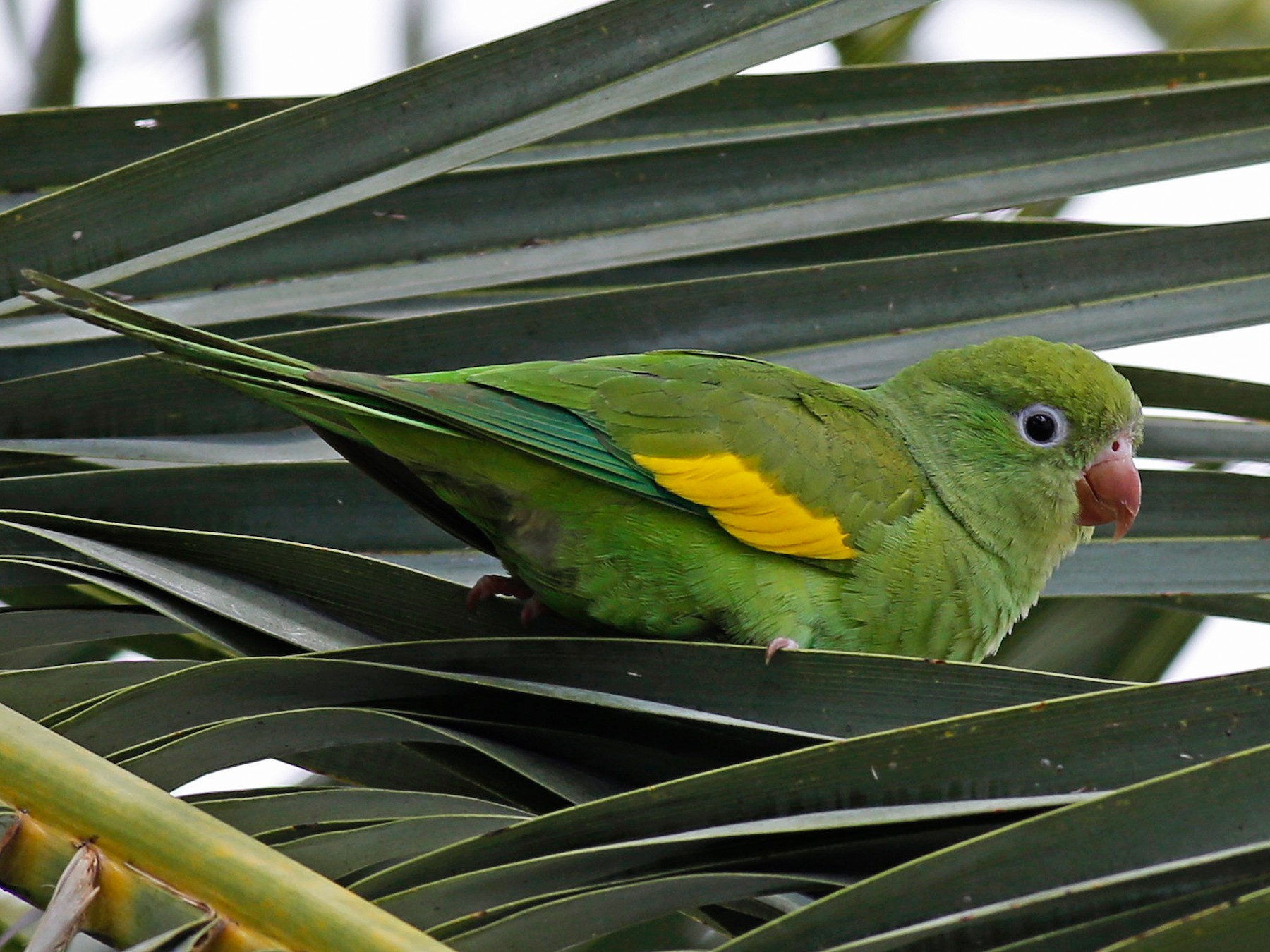 Yellow-chevroned Parakeet - William Keim